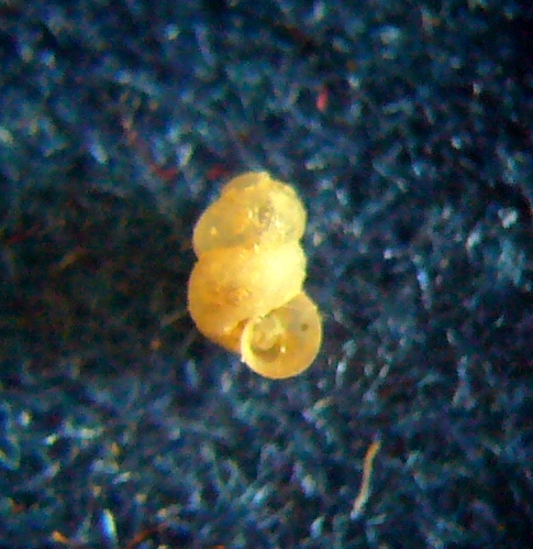 Giovane Truncatella?